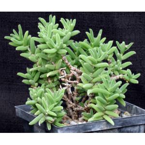 Trichodiadema rogersiae 5-inch pots