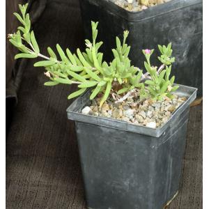Trichodiadema intonsum 5-inch pots