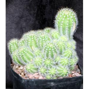Trichocereus prolifera one-gallon pots