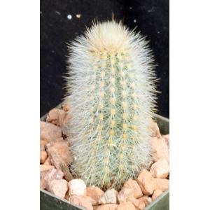 Thrixanthocereus senilis 3-inch pots