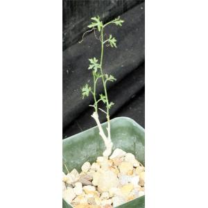 Tumamoca macdougallii 4-inch pots