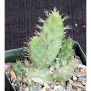 Tunilla corrugata 4-inch pots