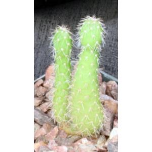 Tunilla picardoi 4-inch pots