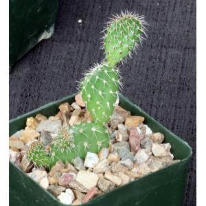 Tunilla picardoi 4-inch pots