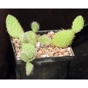 Tunilla picardoi 5-inch pots