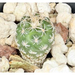 Turbinicarpus pseudomacrochele 2-inch pots