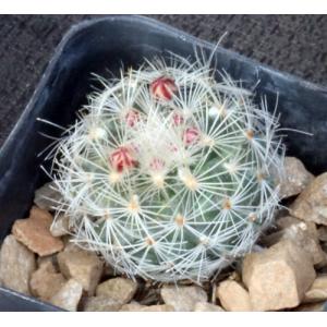 Gymnocactus knuthianus 2-inch pots