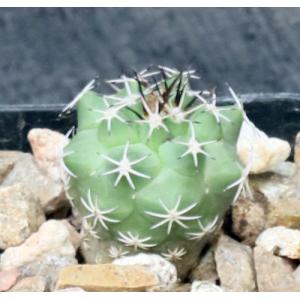 Turbinicarpus swobodae 2-inch pots