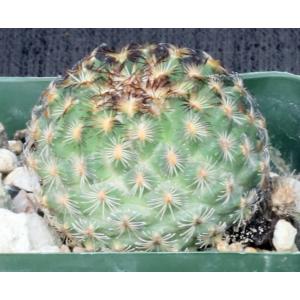 Gymnocactus ysabelae 4-inch pots