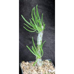 Tylecodon dinteri 5-inch pots
