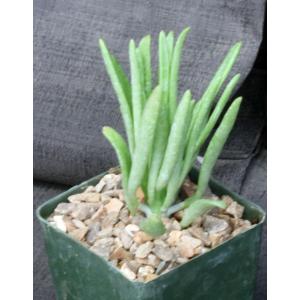 Tylecodon wallichii 4-inch pots