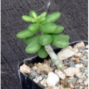 Tylecodon bleckiae (ISI 1778) 2-inch pots