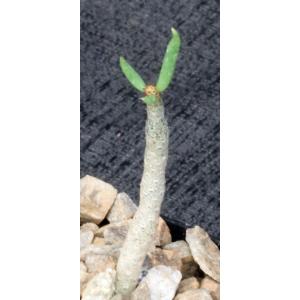 Tylecodon buchholzianus 2-inch pots