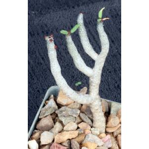 Tylecodon buchholzianus 3-inch pots