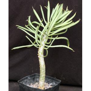 Tylecodon cacalioides one-gallon pots