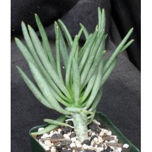 Tylecodon cacalioides 4-inch pots
