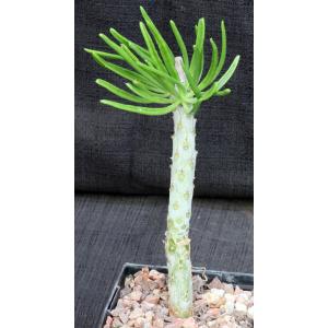 Tylecodon dinteri 5-inch pots