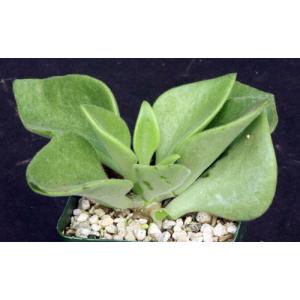 Tylecodon hirtifolius 4-inch pots