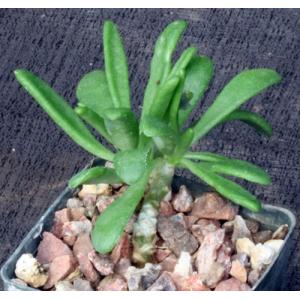 Tylecodon reticulatus 3-inch pots