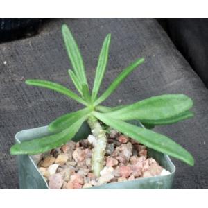 Tylecodon reticulatus 4-inch pots