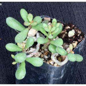 Tylecodon schaeferianus 2-inch pots