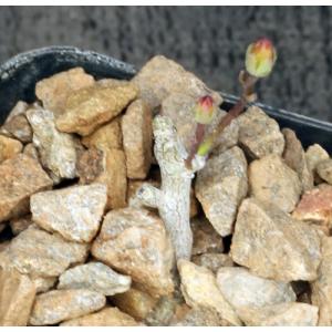 Tylecodon decipiens 2-inch pots