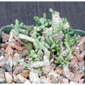 Tylecodon schaeferianus 4-inch pots