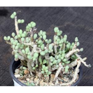 Tylecodon schaeferianus 5-inch pots