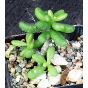 Tylecodon bleckiae (ISI 1778) 2-inch pots