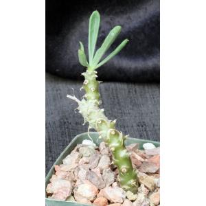 Tylecodon ventricosa 4-inch pots