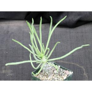 Tylecodon wallichii 4-inch pots