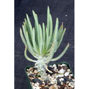 Tylecodon cacalioides 4-inch pots