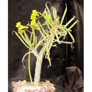 Tylecodon dinteri one-gallon pots