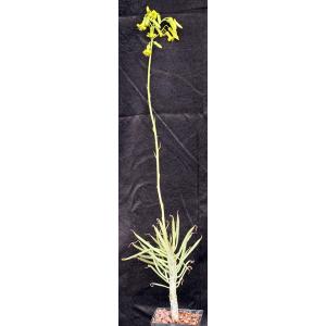 Tylecodon dinteri 5-inch pots