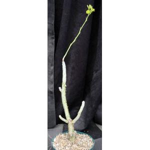 Tylecodon dinteri 8-inch pots