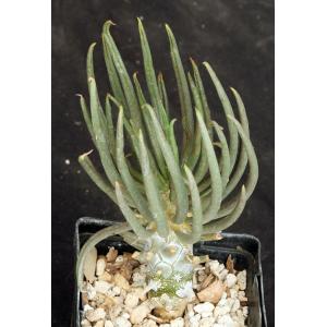 Tylecodon wallichii 4-inch pots