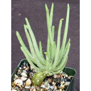 Tylecodon wallichii 4-inch pots