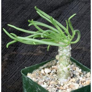 Tylecodon wallichii 4-inch pots
