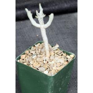 Tylecodon buchholzianus 4-inch pots