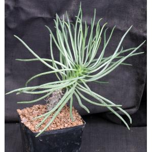 Tylecodon wallichii one-gallon pots
