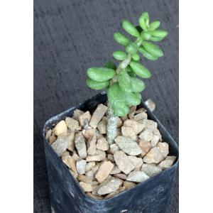 Tylecodon bleckiae (ISI 1778) 2-inch pots