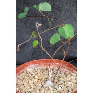 Tylosema fassoglense 6-inch pots