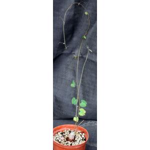 Tylosema fassoglense 6-inch pots