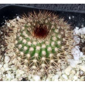 Uebelmannia pectinifera 2-inch pots