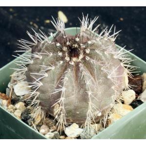 Uebelmannia pectinifera 2-inch pots