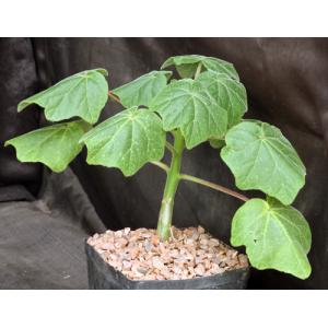 Uncarina decaryi one-gallon pots
