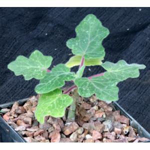 Uncarina roeoesliana 5-inch pots
