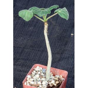 Uncarina roeoesliana x grandidieri 4-inch pots