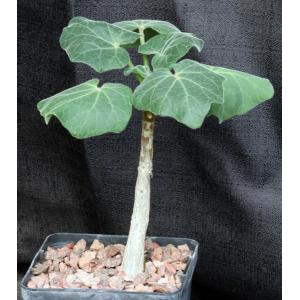 Uncarina roeoesliana x grandidieri 5-inch pots