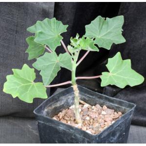 Uncarina peltata one-gallon pots